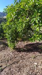 Finca rústica a Frigiliana. Terreno en venta frigiliana con 4000 m2 y agua