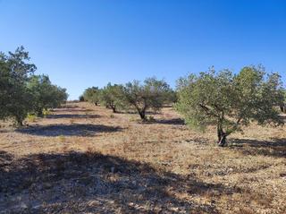 Country house in Tobarra