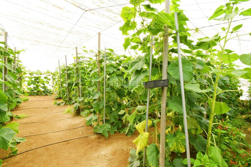 Foto c1d02586-c4e6-4c49-a8d9-7e516204dea6. Finca rústica a Balerma Ejido (El)