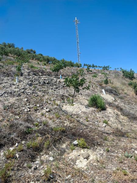 Foto fda7c8ee-635c-4c34-8272-e54f3e8b98f2. Propriété dans n/a dans Puente Jontoya - Puente de la Sierra - El Arroyo Jaén