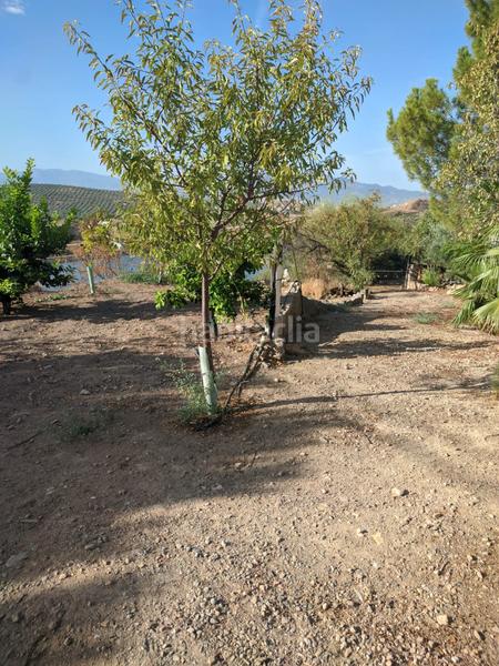 Foto b78fc248-ede3-4ed8-b9c0-cd7a4565ec45. Fondo rustico in comunidad puente jontoya 12 in Puente Jontoya - Puente de la Sierra - El Arroyo Jaén