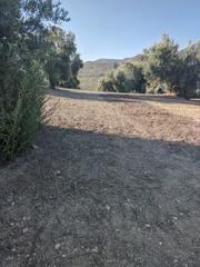 Propriété à N/a. ?? olivar en venta en campotejar – granada