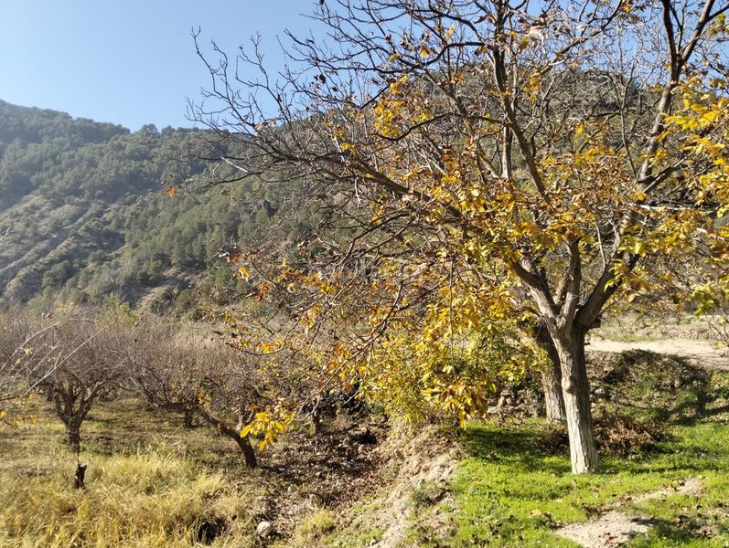 Foto bcf84e4f-3ad7-443d-bccf-ad0618b087fb. Finca rústica a Villamena