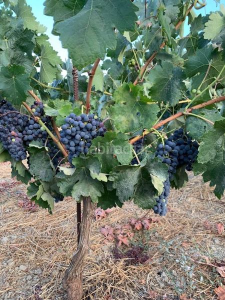 Foto 23cc1fc2-c157-4144-98cb-2fd60a90de94. Masia a Valle (El)