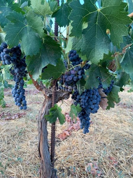 Foto acbb060d-91ac-47d7-9509-3a6f9fb479cb. Masia a Valle (El)