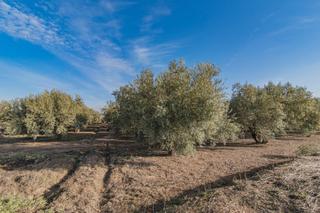Finca rústica a Chauchina. Venta de 1 hectarea de finca rustica de olivar de 22 años con ri