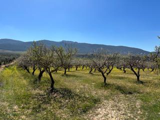 Finca rústica a Dílar. Venta de finca rustica de 6,5 hectareas de almendros y algunos o