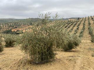 Masia a Huétor Tájar. Espectacular finca de olivar joven y tradicional con un rendimie