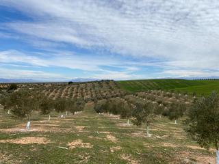 Finca rústica a Salar. Venta de 12 fanegas de tierra de olivos hojiblancos y marteños c