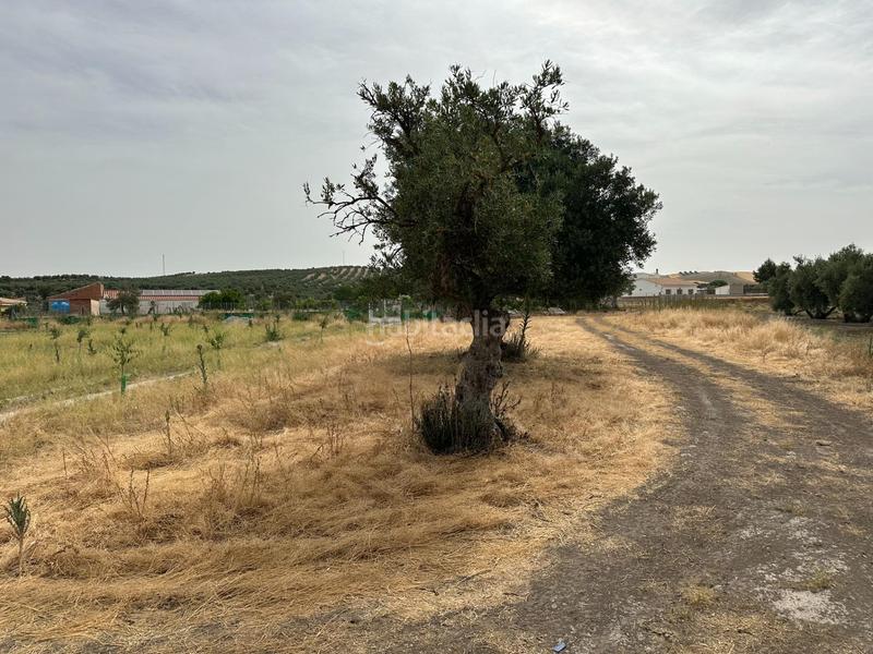 Foto edf61d66-cef6-41bc-84c4-42802d0f2c22. Terrain résidentiel dans Chimeneas