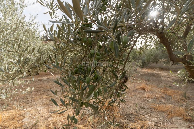 Foto 75a72ab0-264e-41cf-b0e8-44f0aff7db47. Masia amb aparcament piscina a Polideportivo Alhendín