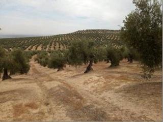 Finca rústica a Lopera. Finca de olivos secano