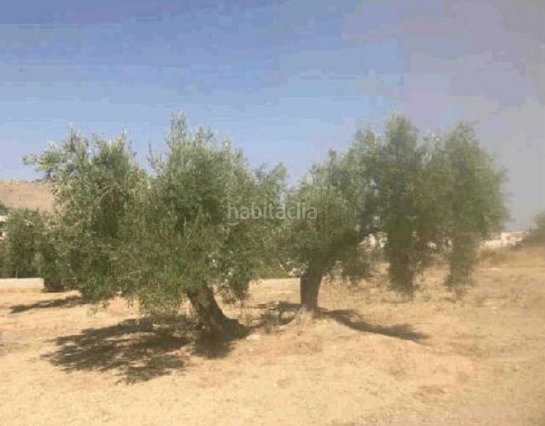 Foto 3068ed2d-05d0-4d8c-ae5e-1667a605045f. Landgut in San Ildefonso - Catedral Jaén