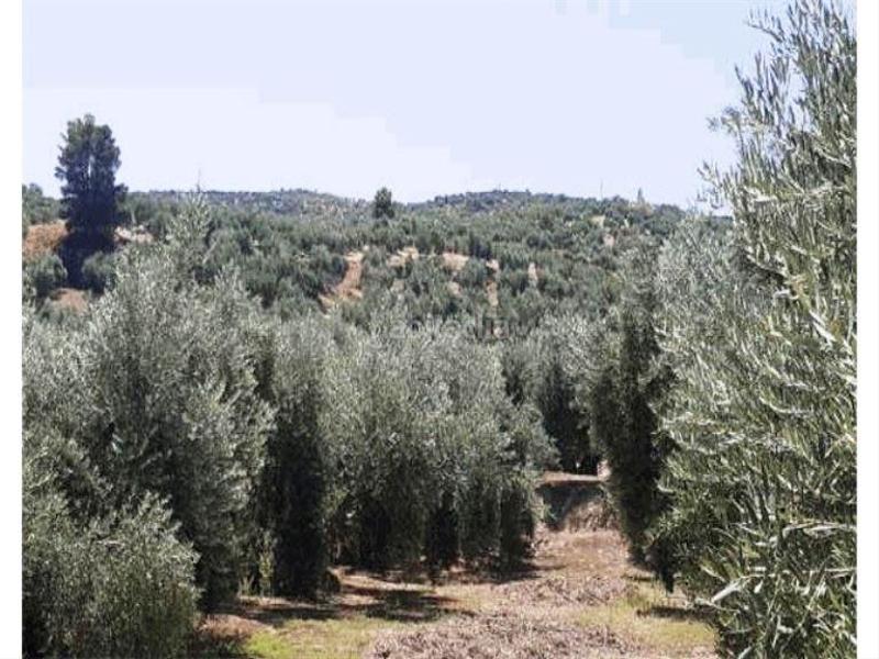 Foto 31d01673-e749-4194-8a8e-cb24612b7a33. Landgut in San Ildefonso - Catedral Jaén