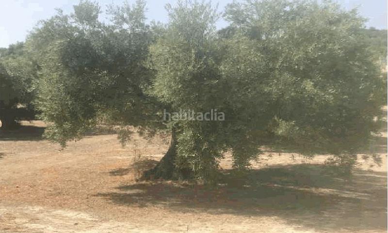 Foto b83c323c-1992-4432-ad7e-af282c743d70. Landgut in San Ildefonso - Catedral Jaén