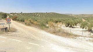 Propriété à Aguilar de la Frontera. Finca de olivos, opción de sondeo y vivienda.