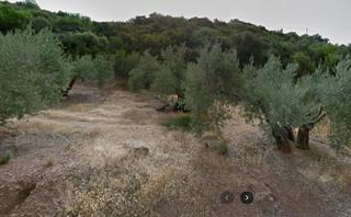 Finca rústica a Martos. Finca olivar secano