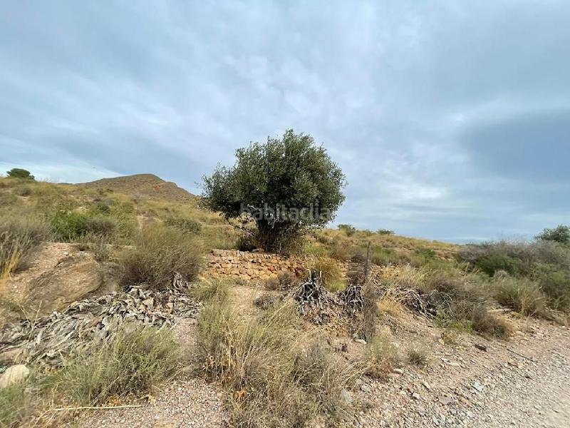 Foto d4c032d0-927b-4d10-8d18-50092d842ce2. Rural plot in Cuevas del Almanzora pueblo Cuevas del Almanzora