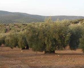 Finca rústica a Martos. Finca de olivar de secano
