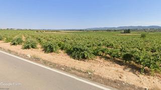 Finca rústica a Requena. Finca de viñedo opcion caseta aperos