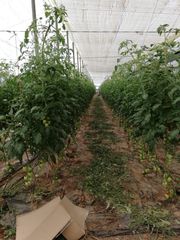 Rural plot in Calle hermanos machado 1b. Agricultor, este anuncio te interesa, es una oportunidad
