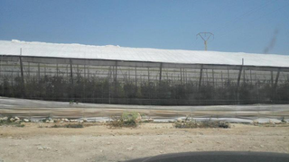 Finca rústica a N/a 1b. Agricultor, este anuncio te interesa, es una oportunidad