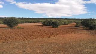 Fondo rustico in Piedrabuena. Finca de olivos para uso recreativo