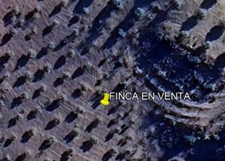 Finca rústica a Quesada. Interesante olivar secano