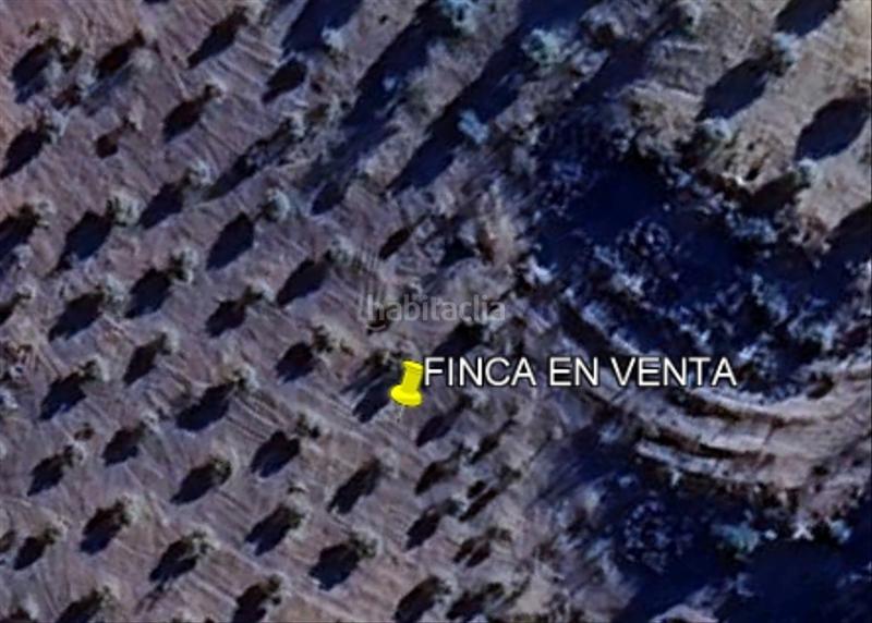 Foto e350e5c3-7960-42c9-8b47-47d9aea36a6a. Finca rústica interesante olivar secano en Quesada