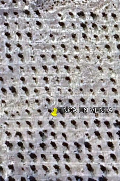 Foto 9bb6b5a8-a809-4656-81af-b378462239da. Finca rústica explotación olivar de secano en Quesada