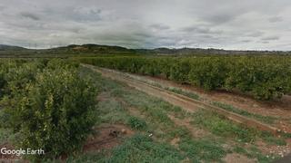 Finca rústica a Catadau. Parcela de caqui regadío, opción almacén