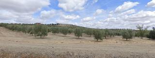 Finca rústica a Marchena. Finca de olivar con granja de porcino