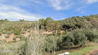 Finca rústica a Villanueva del Arzobispo. Dos fincas de olivos en producción.