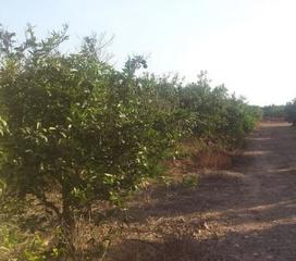 Propriété à Madronyal 140. Finca rustica ideal para vivienda