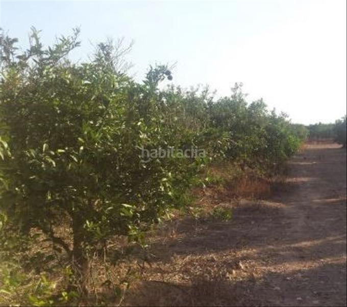 Foto 80acc0c0-4baa-4bc5-8a46-1fd969a4887b. Fondo rustico in madronyal 140 in Monte Real Torrent