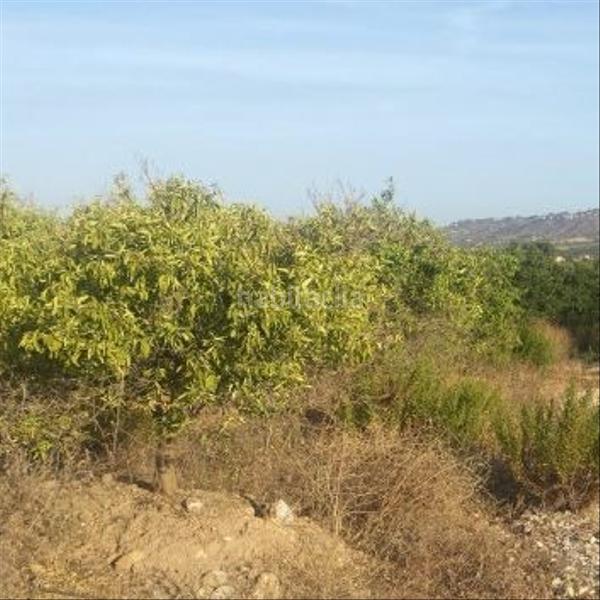 Foto ab1b5082-73d2-466a-8d07-cb23e663238b. Fondo rustico in madronyal 140 in Monte Real Torrent