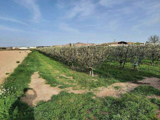 Rural plot in Alfaro. Fincas de frutales regadío, con posibilidad de vivienda