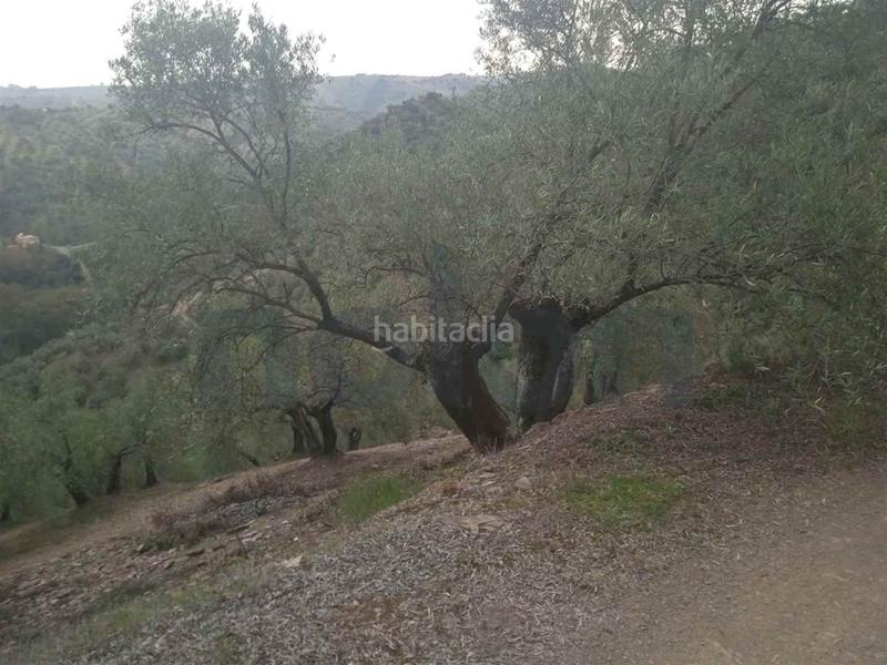 Foto e067790f-8019-4278-bfe4-431d1eafe94f. Fondo rustico in Montoro