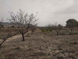 Finca rústica a N/a. Finca agrícola opción vivienda