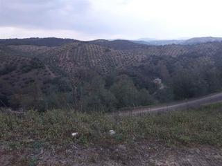 Propriété à Montoro. Extensa finca de olivar con vivienda.