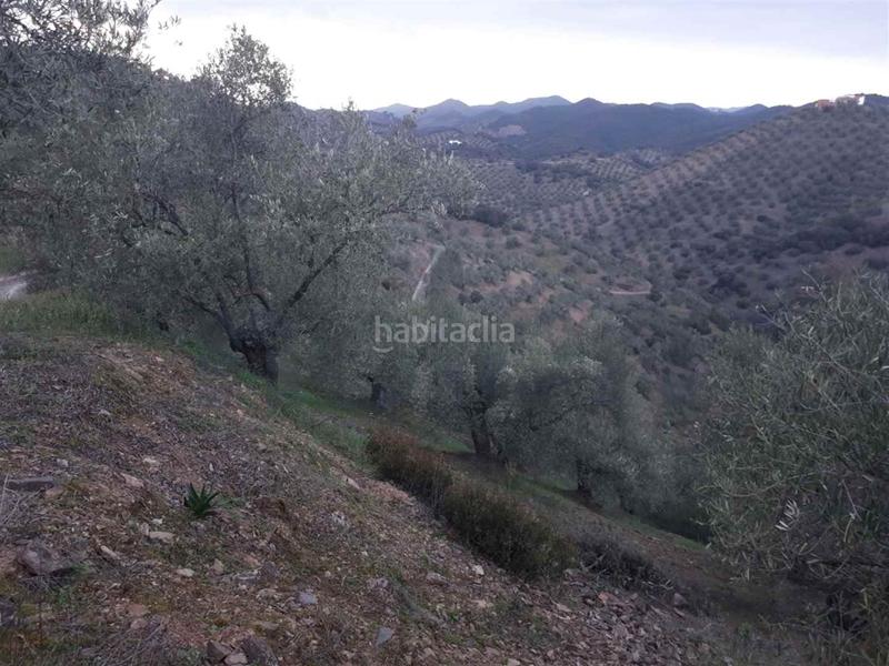 Foto 355a51f5-5fd6-4203-9410-616a2bf1ac91. Fondo rustico in Montoro