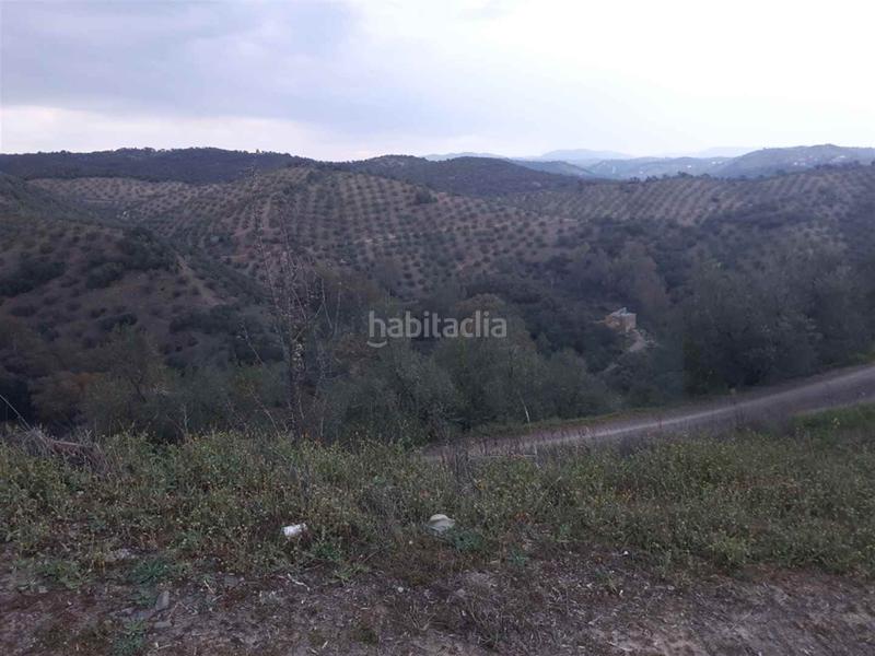 Foto 66210455-0e4b-44c3-9fd2-c32907b23477. Fondo rustico in Montoro