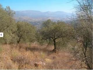 Rural plot in Comares. Finca de olivar y encinas