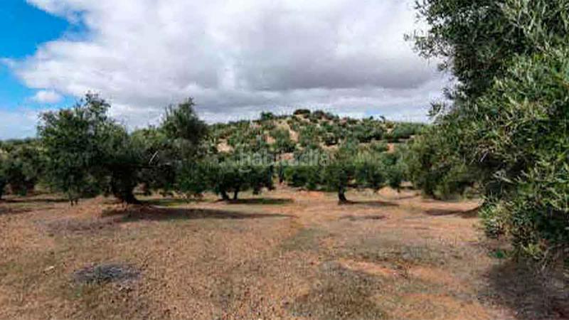 Foto d847b44d-3da6-444b-ad3f-f18c0089ed68. Finca rústica olivar en producción en Torredonjimeno