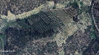 Rural plot in Priego de Córdoba. Parcela de olivos para uso recreativo