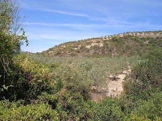 Finca rústica a Morón de la Frontera. Buscas una finca de olivar en regadío con casa de campo, a 20 mi