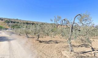 Propriété à Albaida del Aljarafe. Finca de olivar de secano