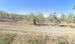 Propriété à Albaida del Aljarafe. Finca de olivar
