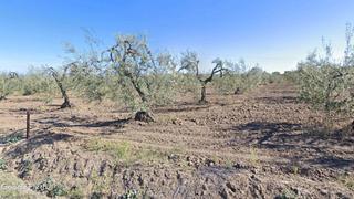 Propriété à Albaida del Aljarafe. Finca de olivar de secano