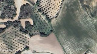 Finca rústica a Driebes. Olivar cerca del pueblo, para consumo propio, recreo